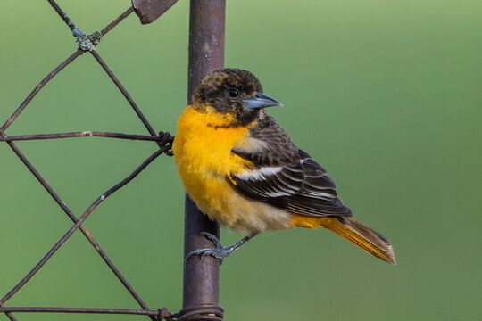 Female Baltimore Oriole Perched on a Metal Fence
