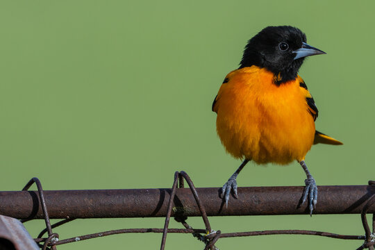 Male Baltimore Oriole Perched on a Metal Fence