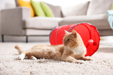 Fototapeta premium Cute cat resting on carpet and toy tunnel at home