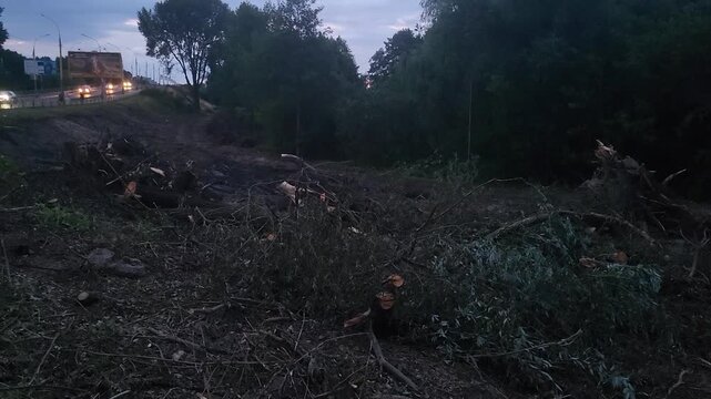 Stacked cut logs in a forest clearing, industrial timber production and forestry management