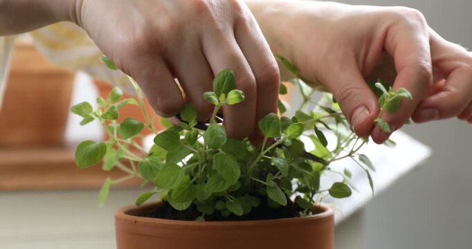 Woman cutting sprig of fresh oregano from pot indoors, closeup