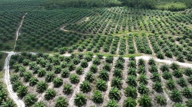 Drone aerial view over a plantation area during the day