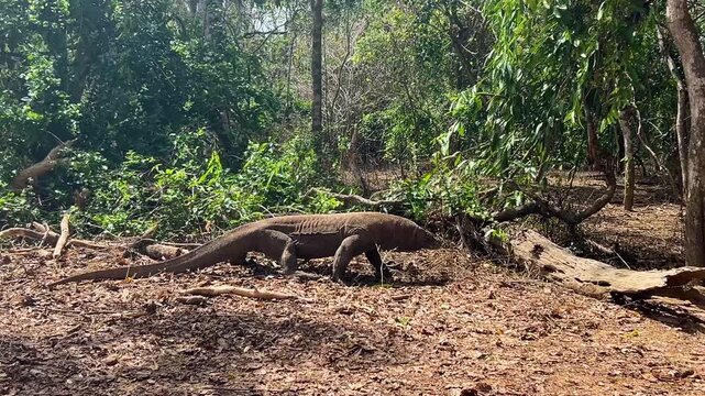 Komodo dragon Varanus komodoensis walking in the Comodo National Park, Indonesia