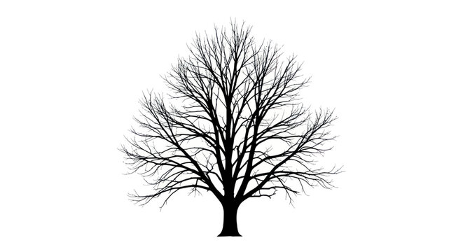 Bare Tree Silhouette, Winter Season, Isolated on White Background