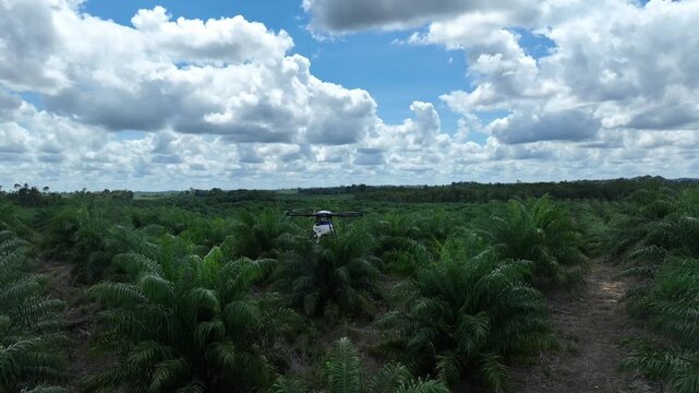 clouds over the forest