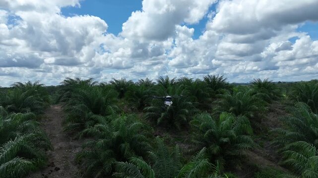 Drone aerial view over a plantation area during the day