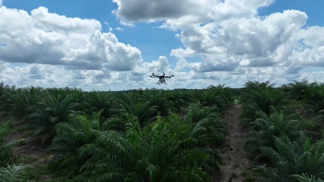 Drone aerial view over a plantation area during the day