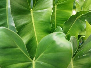 ornamental plants with the scientific name Philodendron are often known in Indonesia as brekele © Alkhairyshop