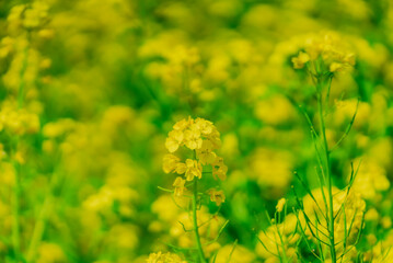 Obraz premium 【熊本】動植物園の菜の花