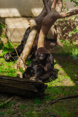 Fototapeta premium 【熊本】熊本市動植物園