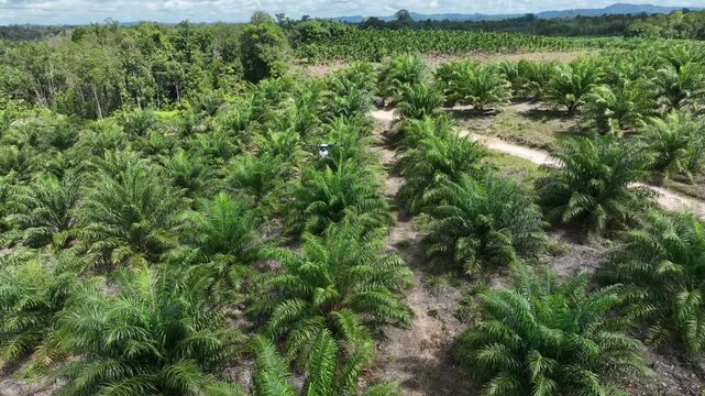 Drone aerial view over a plantation area during the day