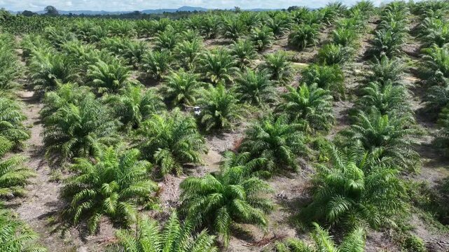 Drone aerial view over a plantation area during the day
