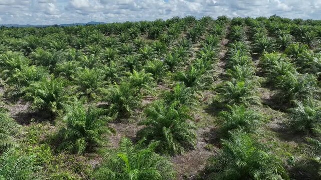 Drone aerial view over a plantation area during the day