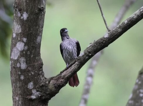 A beautiful blackheaded trogon perched on a tree branch in the wild