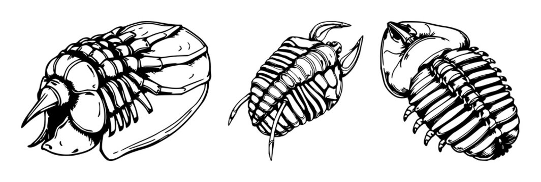 Trilobite fossil set with hand-drawn scientific illustration of a trilobite fossil featuring paleontology detail, vintage, encyclopedia style with white background and diagram