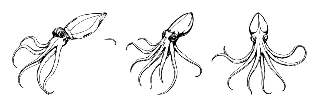 Giant squid set with hand-drawn scientific illustration on a white background featuring cephalopod biology, detailed etching style, line art with vector graphics and illustration