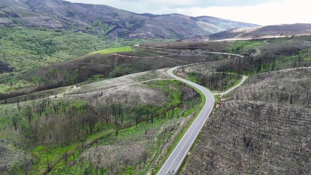 Aerial view of a winding asphalt road snaking through a mountainous landscape with patches of burnt forest and green vegetation in Province of Ourense, Spain.