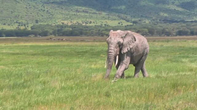 African elephant walking through the grassy plains of ngorongoro crater