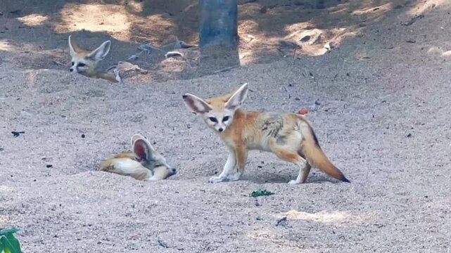 Group of fennec foxes resting and playing in the sandy desert habitat