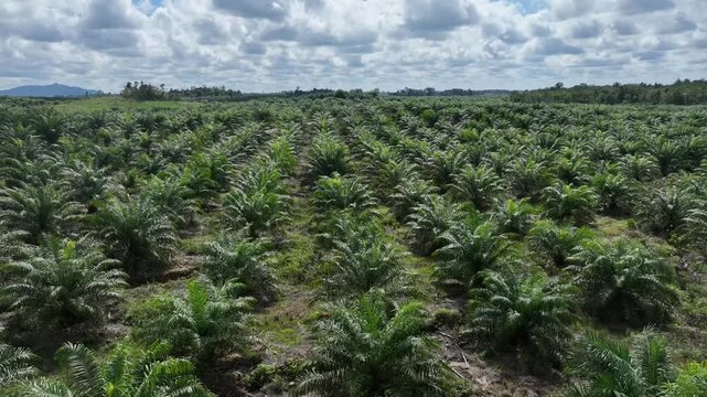 Drone aerial view over a plantation area during the day