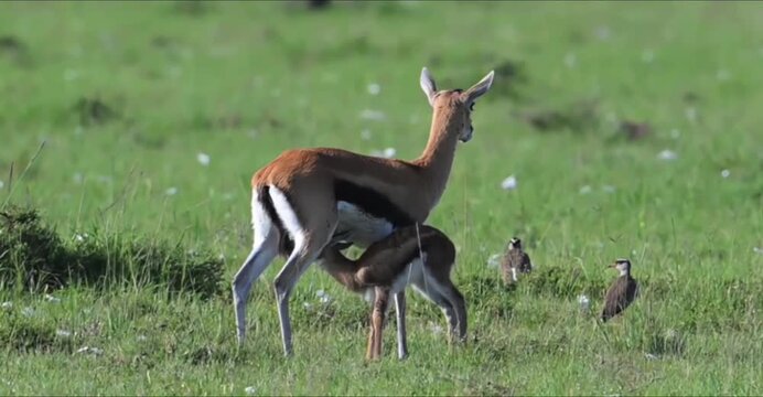 Thomsons gazelle mother nursing her fawn in the african savanna