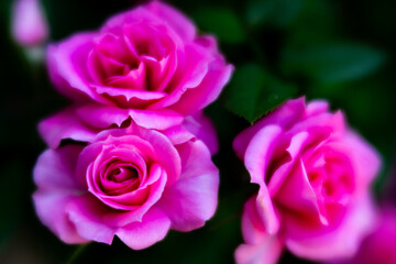 Naklejka premium Rose flower taken with soft focus