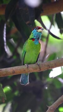 Bluethroated barbet perched on a tree branch in a natural habitat