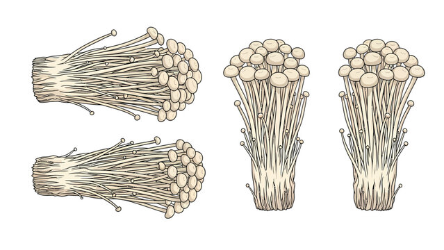 Illustration of enoki mushrooms, a type of edible fungus known for its long, thin stems and small caps, presented in bunches.