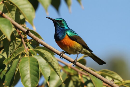 Malachite sunbird perched on tree branch. Small bird with vibrant metallic blue green chest and bright orange breast. It has a long thin beak and delicate claws gripping the wood.