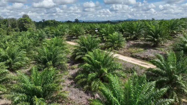 Drone aerial view over a plantation area during the day