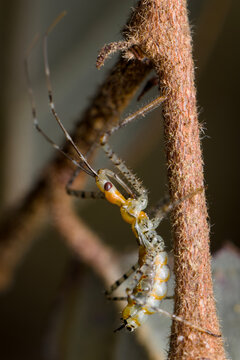 Leafhopper assassin bug. Zelus renardii