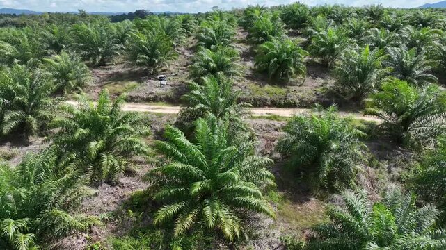 Drone aerial view over a plantation area during the day
