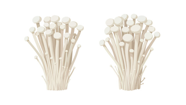 Two bunches of fresh enoki mushrooms isolated on a white background, a popular ingredient in Asian cuisine.