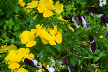 Fototapeta premium yellow and purple crocus flowers