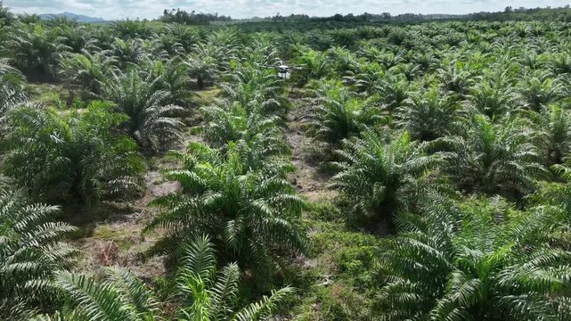 Oil palm plantation in Borneo Island