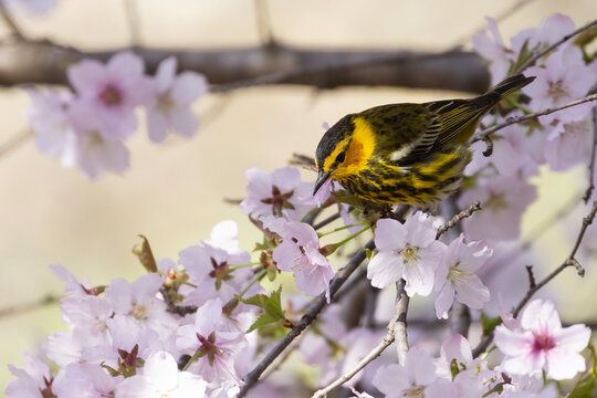 Cape May warbler (Setophaga tigrina) perched on a cherry blossom branch