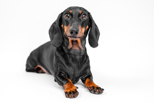 Dachshund dog lying flat with paw stretched forward on clean white studio background, relaxed full body minimal concept.