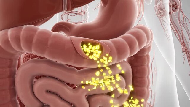Spine anatomy closeup. Spinal disc herniation 3D medical render. Back pain stiffness concept. Gastroenterology diagnosis treatment. Medical science background.