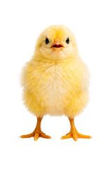 Fototapeta premium Fluffy yellow baby chick standing front facing with open beak on png isolated transparent
