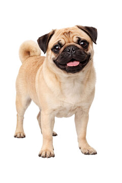Pug dog standing and looking forward with tongue out on black png isolated transparent