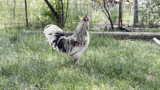 free range brown and white rooster walking  in grass