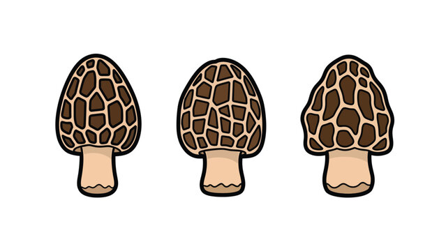 Three morel mushrooms with distinctive honeycomb caps and light brown stems, isolated on a white background.