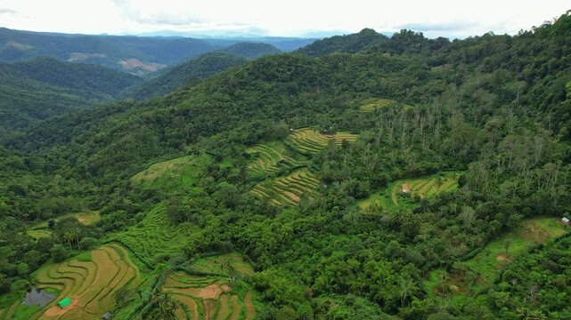 Aerial drone footage of tiny golden rice field area on the slope of a wild mountain forest, in Baturotok area, Sumbawa island, Indonesia, with wild valley behind