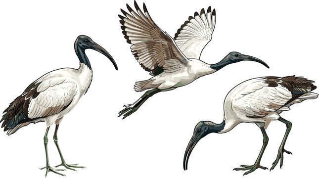 Sacred Ibis Bird Vector Illustration Set Featuring Standing Flying and Foraging Poses Isolated on White for Wildlife and Nature Art