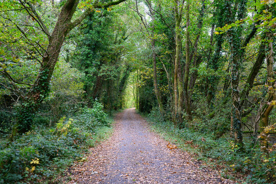 Mawddach Trail near Penmaenpool in Eryri National Park (Snowdonia) - North Wales, UK