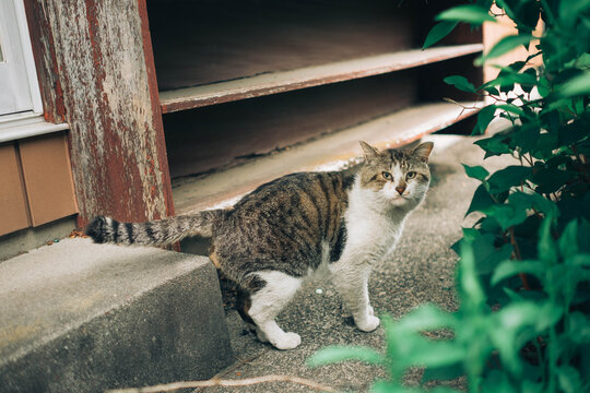 野良猫 」の写真素材 | 78,201件の無料イラスト画像 | Adobe Stock
