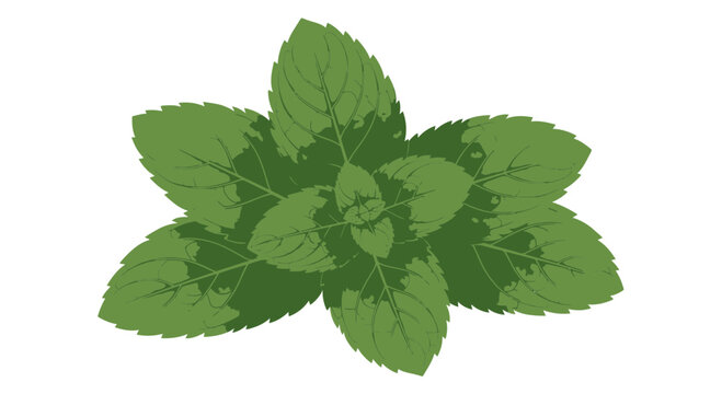 Fresh aromatic green mint leaves sprig