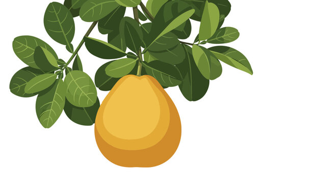 Single ripe pomelo hanging from a branch with green leaves