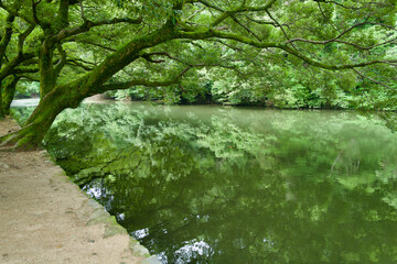 Lush green tree leaning over a scenic pond with a bright red koi fish swimming in the water © R.コタニ