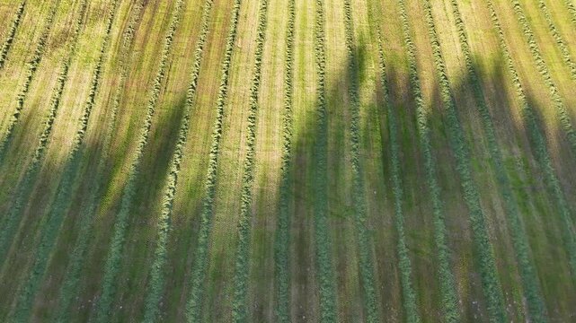 Aerial view of mown grass rows in an agricultural field with long tree shadows at sunset in A Cal, Ourense, Spain.